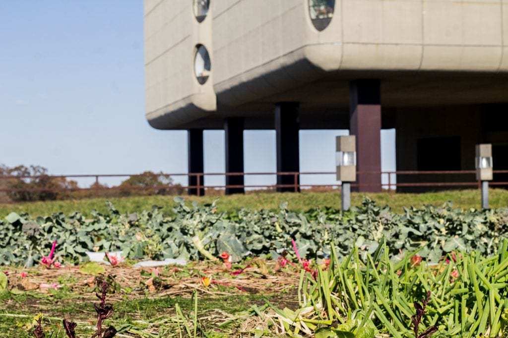The School of Medicine grows produce on top of the Health Sciences building.