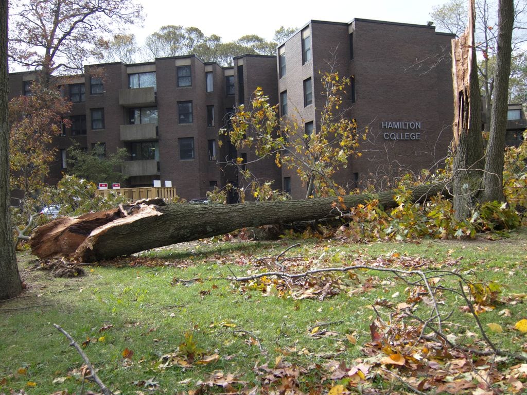 Hurricane Sandy knocked down multiple trees on Stony Brook Universitys campus at the end of October.
