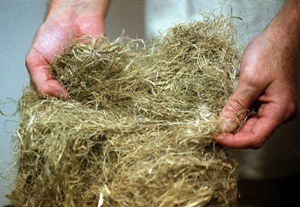 Hemp fiber can be made into a number of products, including plastics, fabrics and biofuels. (Photo Credit: MCT Campus)