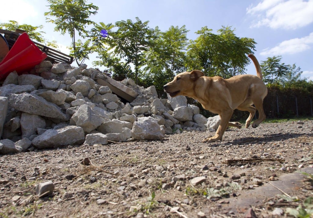 Jake, a 9-month old Labrador, runs through a training exercise for search dogs at the University of Pennsylvania Working Dog Center in Philadelphia on September 20, 2013. (David M. Warren/Philadelphia Inquirere/MCT)