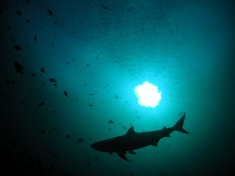 A shark in Maldives. TANAKA JUUYOH/FLICKER VIA CC BY 2.0