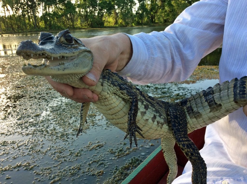 A small alligator. At in Selden, PUBLIC DOMAIN