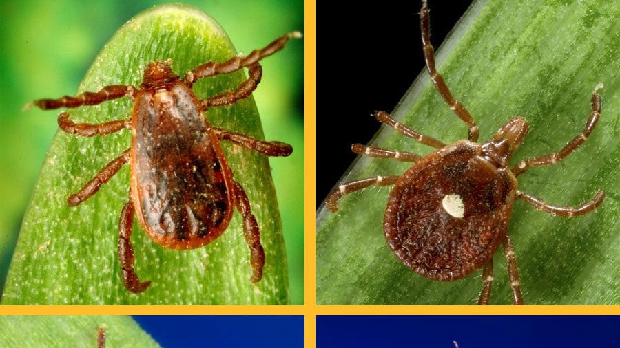Stony Brook scientists find three tick species carry disease