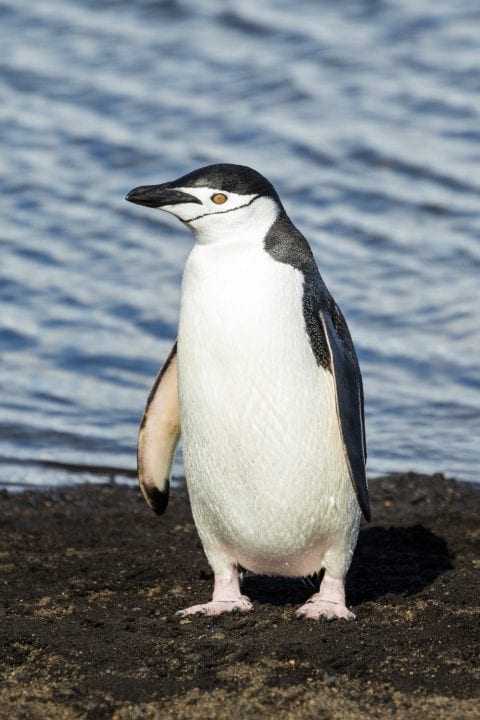 A penguin. ANDREW SHIVA/WIKIMEDIA COMMONS VIA CC BY SA 4.0