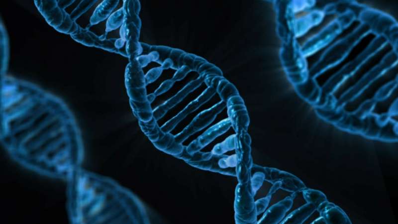 A picture of a gene. PUBLIC DOMAIN