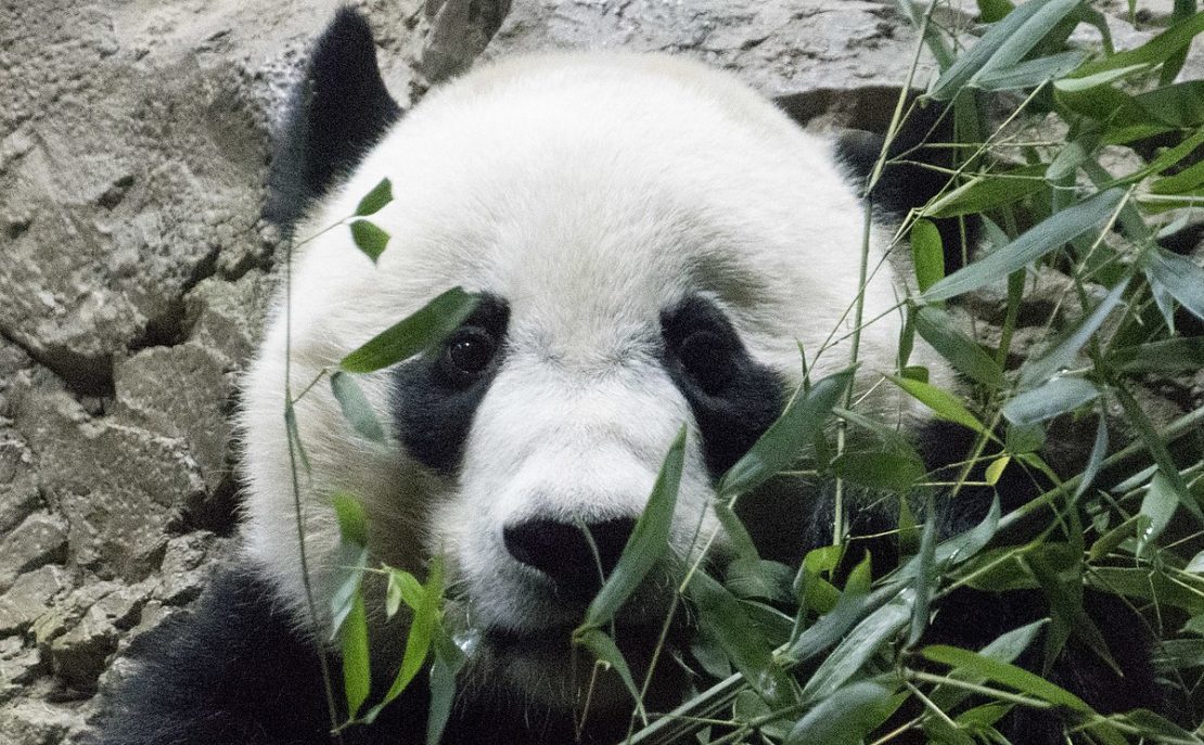 Bei Bei, a giant panda male cub who lives at the National Zoo in Washington (DC).RON COGSWELL/CC BY 2.0
