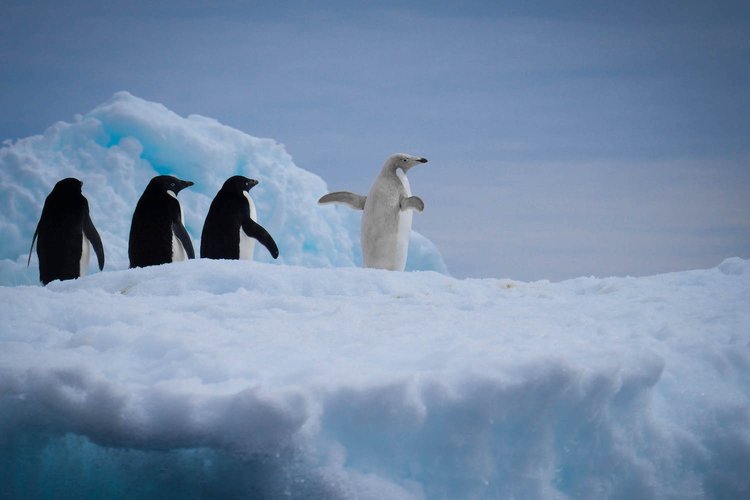 A penguin leads a group of three penguins in Antarctica. PHOTOS PROVIDED BY LYNCH LABS