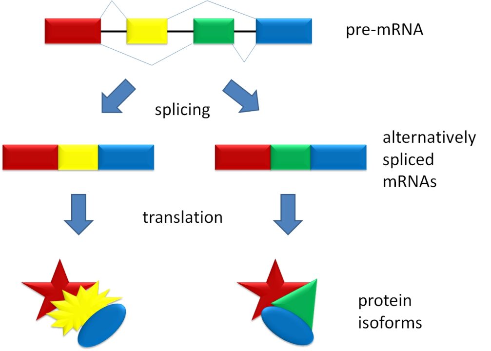 Cartoon showing alternative splicing resulting in protein isoforms. AGATHMAN/CC BY-SA 3.0