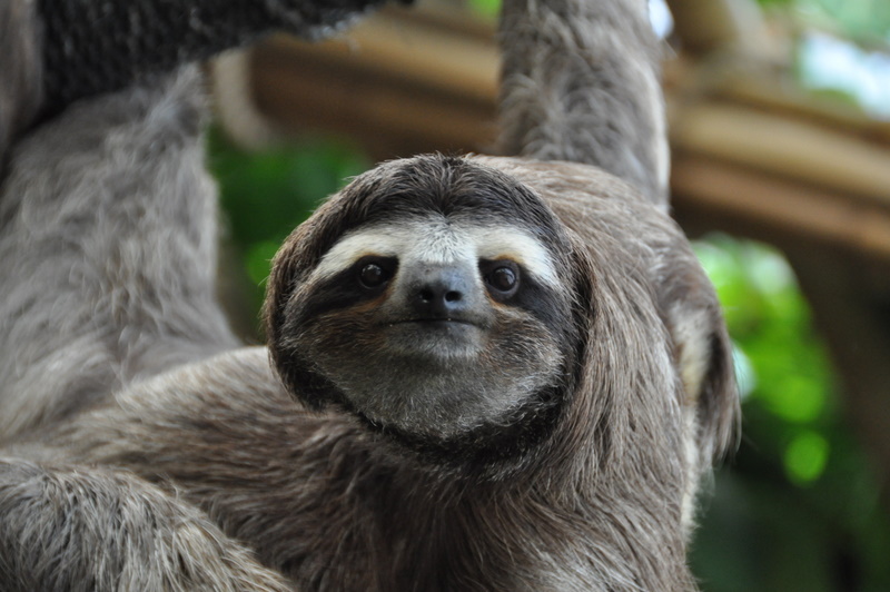 A stock image of a sloth hanging from a tree. The ops part because I havent read the piece yet.  PUBLIC DOMAIN